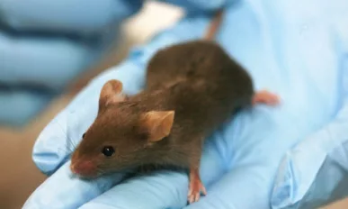 Collaborative Mouse Research will Benefit Study of Human Disease