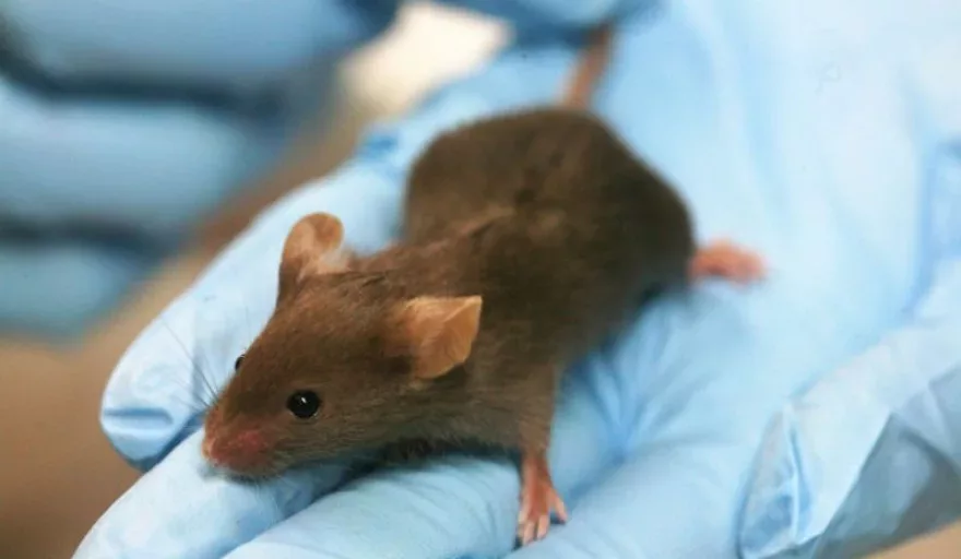 Collaborative Mouse Research will Benefit Study of Human Disease