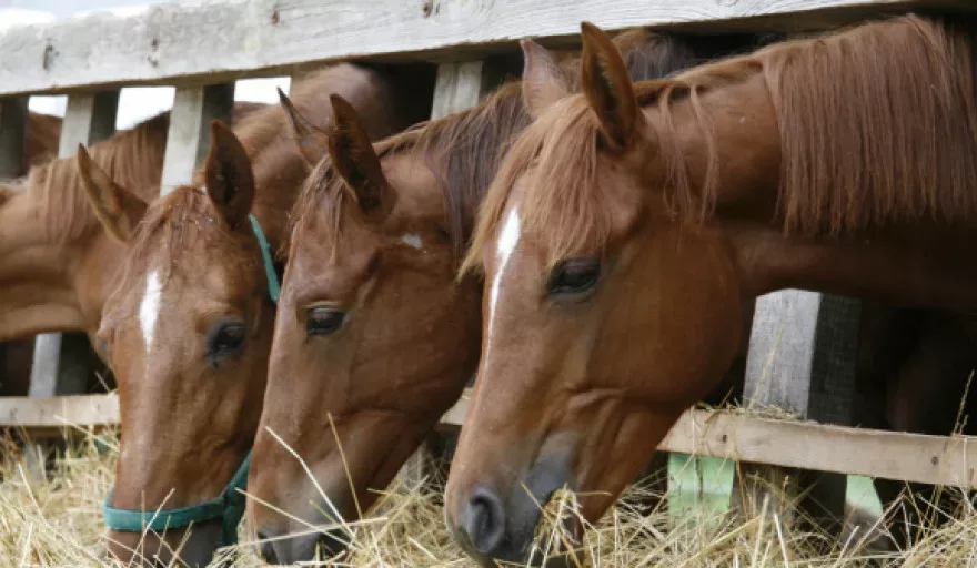 Dibaq and Sokotra Capital Establish Strategic Animal Feed Distribution Partnership