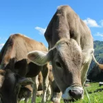 How AgrosMilk is ensuring farmers across Western Europe are paid properly