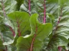 How Plants Evolved and What This Means For Our Food Supply